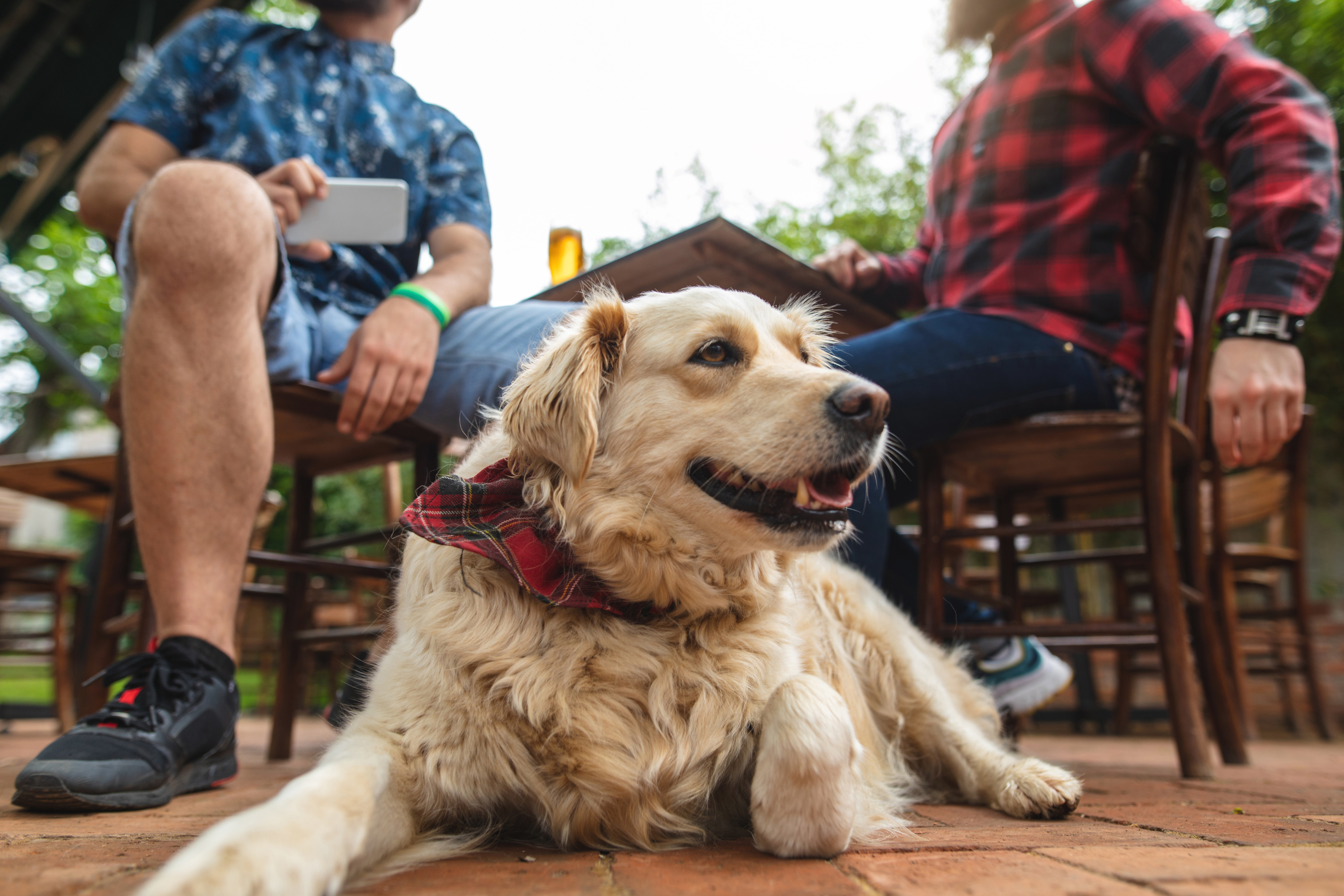 Guide Dog at Restaurant